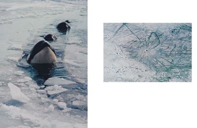 Antarctic Resolution