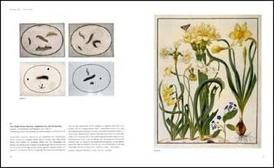 Maria Sibylla Merian   