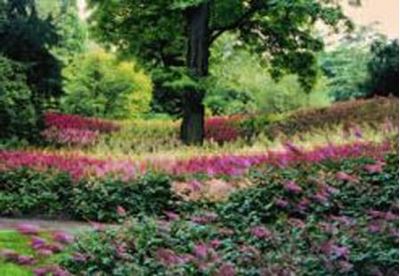 Handbuch der Staudenverwendung   