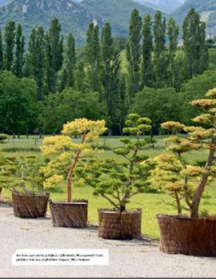 Die Kunst des Wolkenschnitts   