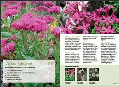 Mein ungezähmter Garten   