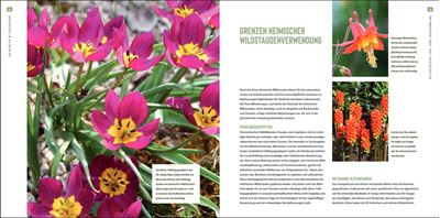 Heimische Wildstauden im Garten