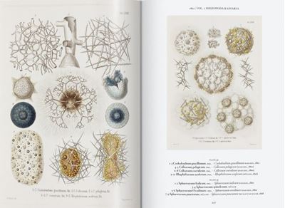 Ernst Haeckel - Kunst und Wissenschaft