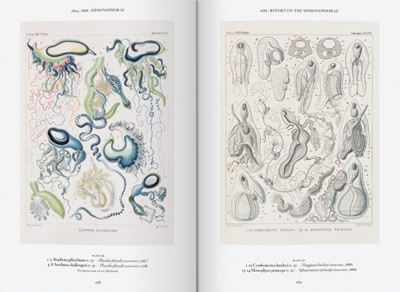 Ernst Haeckel - Kunst und Wissenschaft