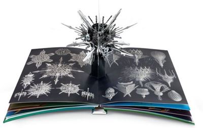 Wunderwesen aus der Tiefe