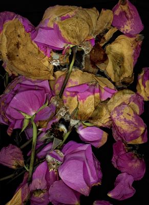 Katharina von Flotow - Memento Mori