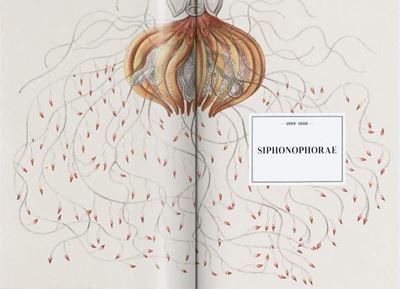 Ernst Haeckel - Kunst und Wissenschaft